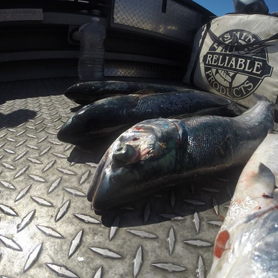 caught fish laying on boat deck by insulated fish kill bag